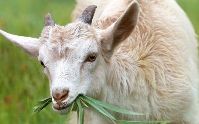 Lebih Utaman Mana, Aqiqah atau Kurban?